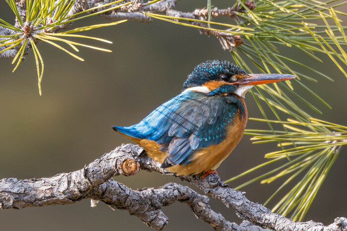 (���� �� ���� ��� ������� ��������)