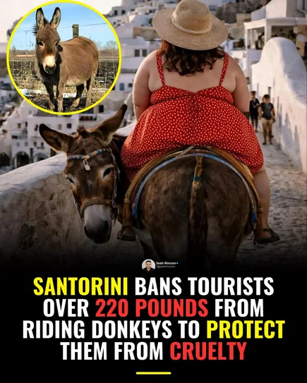 <!--noindex--><a href="https://pikabu.ru/story/oslyi_tozhe_lyudi_13649814?u=https%3A%2F%2Finvestigations.peta.org%2Fsantorini-donkey-rides%2F&t=https%3A%2F%2Finvestigations.peta.org%2Fsantorini-donkey-rides%2F&h=ff240bc991cf1ffd809a188c73d5c81697f717a6" title="https://investigations.peta.org/santorini-donkey-rides/" target="_blank" rel="nofollow noopener">https://investigations.peta.org/santorini-donkey-rides/</a><!--/noindex-->