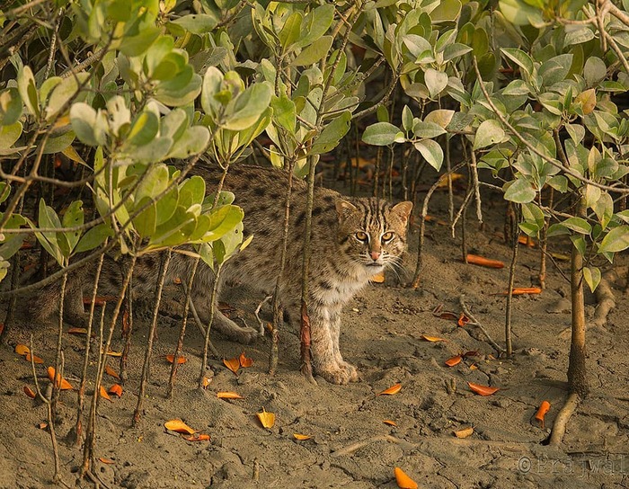 ���-������� � ��������� ��������