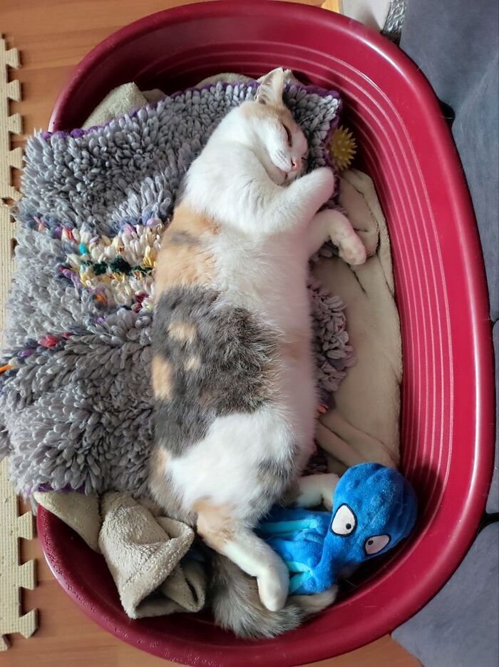 ������ ��������: