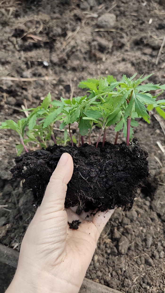 ������� ���������