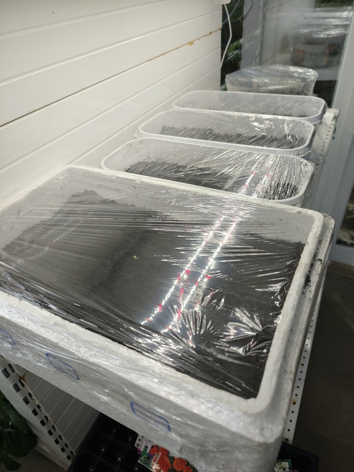 ����� �����