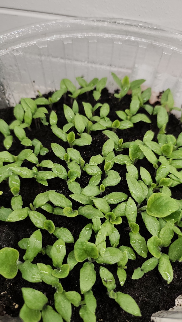 ������ ����������