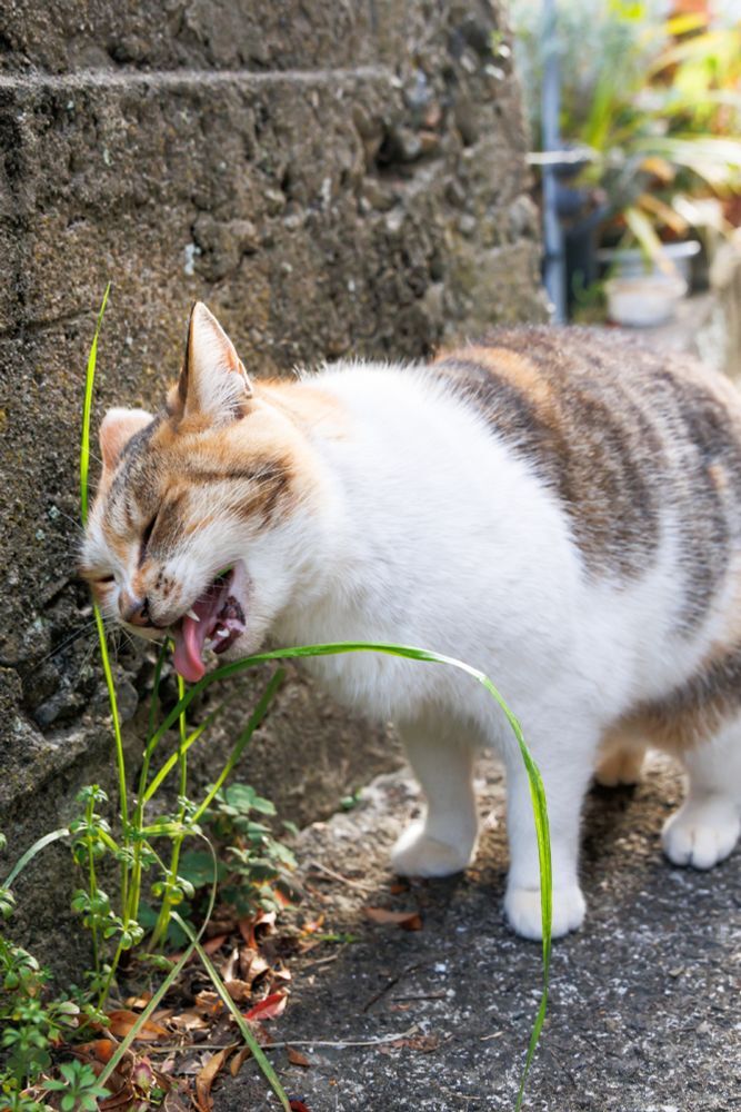 � ����� ����� ������ ��������, �� Qwen �������� - ��� ��������� ���� � �����