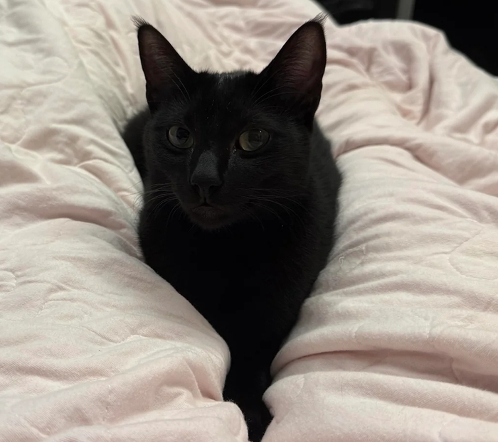 ������� ������ ���