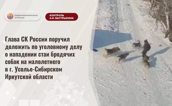 Ответ на пост «Очередное нападение бесхозных псин»