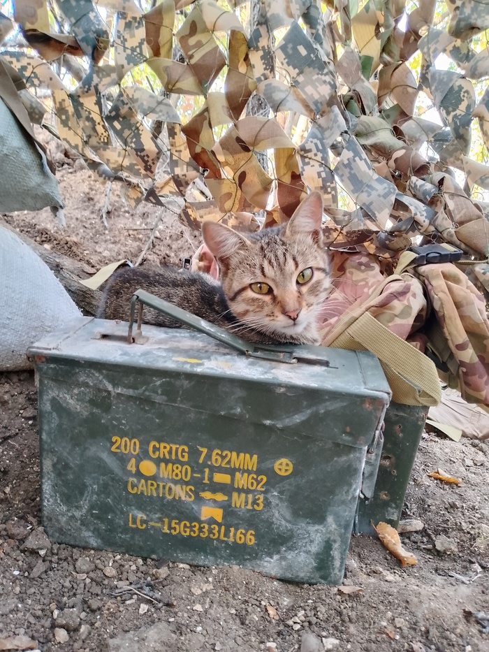 ������� ����� ���