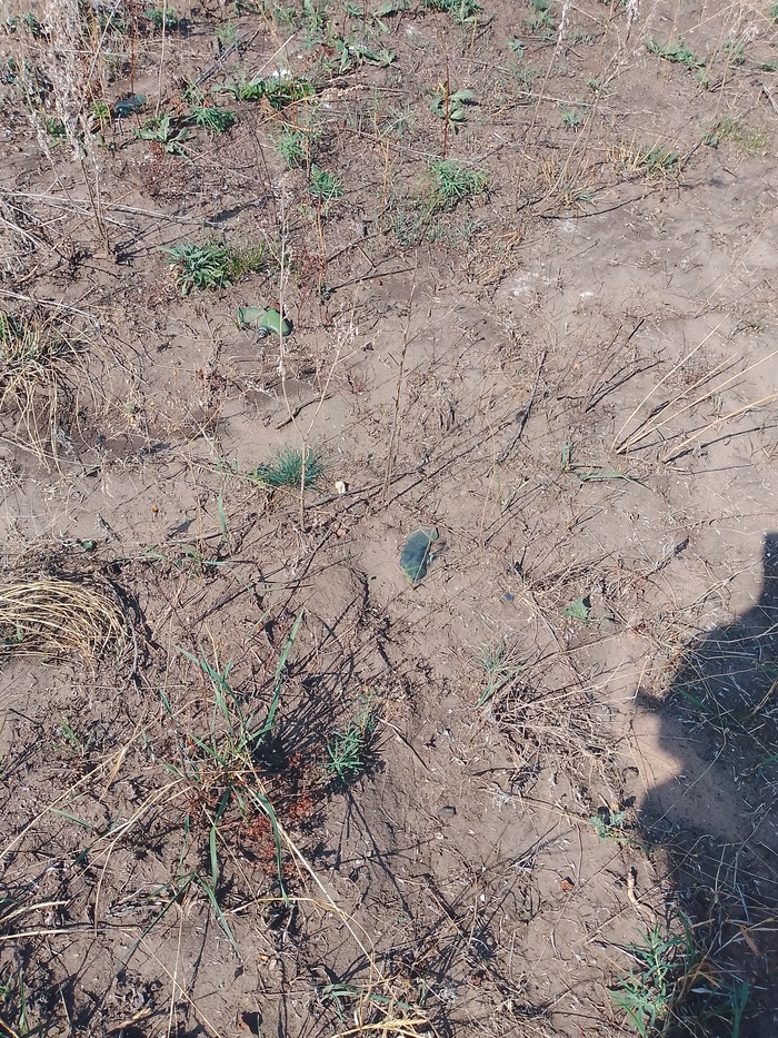 �������� �������� ��� ����������� ������������