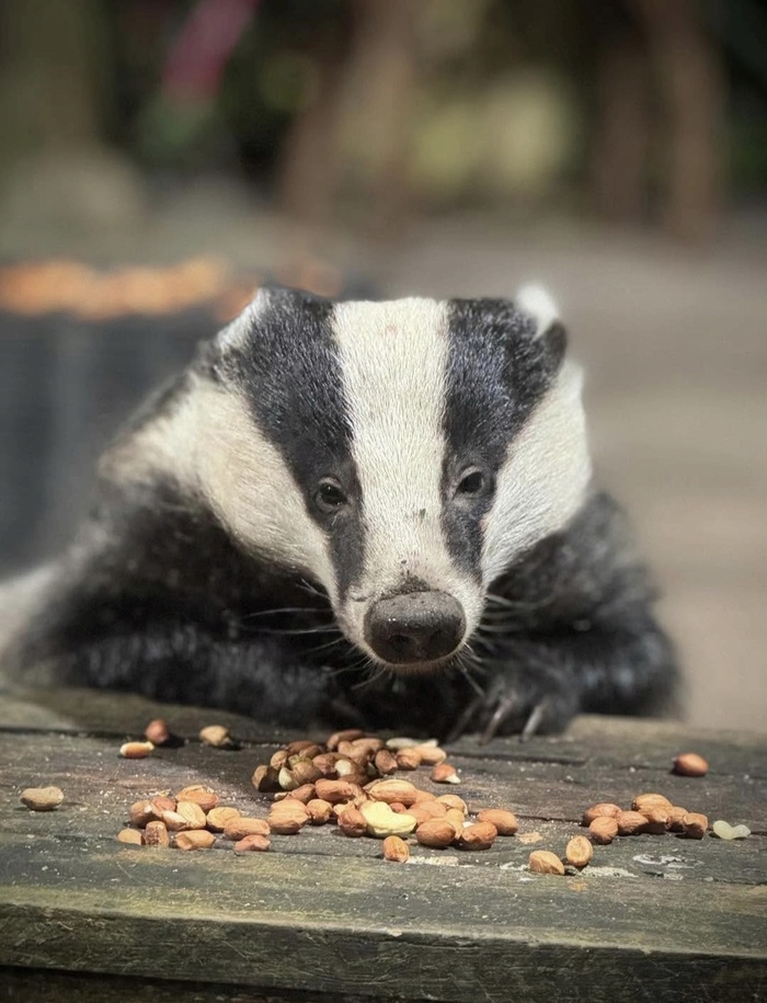 Люблю орешки