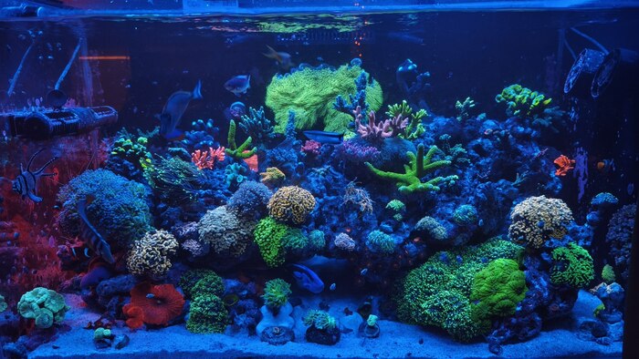 ������� �������� 250�