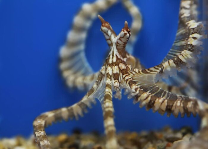 � <!--noindex--><a href="https://pikabu.ru/story/osminogmimik_vunderpus_mollyusk_kotoryiy_menyaet_formu_tela_13663608?u=http%3A%2F%2Fmontereybayaquarium.org&t=montereybayaquarium.org&h=c28c37aabf6ca89d6e67510d17a1b0ce33fd0527" title="http://montereybayaquarium.org" target="_blank" rel="nofollow noopener">montereybayaquarium.org</a><!--/noindex-->