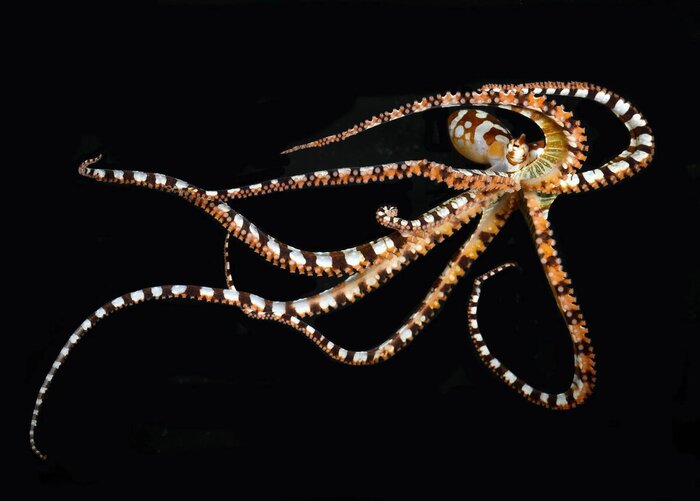 � <!--noindex--><a href="https://pikabu.ru/story/osminogmimik_vunderpus_mollyusk_kotoryiy_menyaet_formu_tela_13663608?u=http%3A%2F%2Fpinterest.com&t=pinterest.com&h=2ff2c69448f2e8e1907ad321a6afe8f2b378d982" title="http://pinterest.com" target="_blank" rel="nofollow noopener">pinterest.com</a><!--/noindex-->