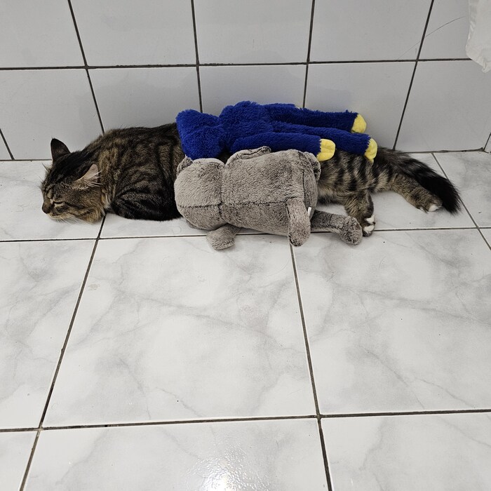 ����� ����