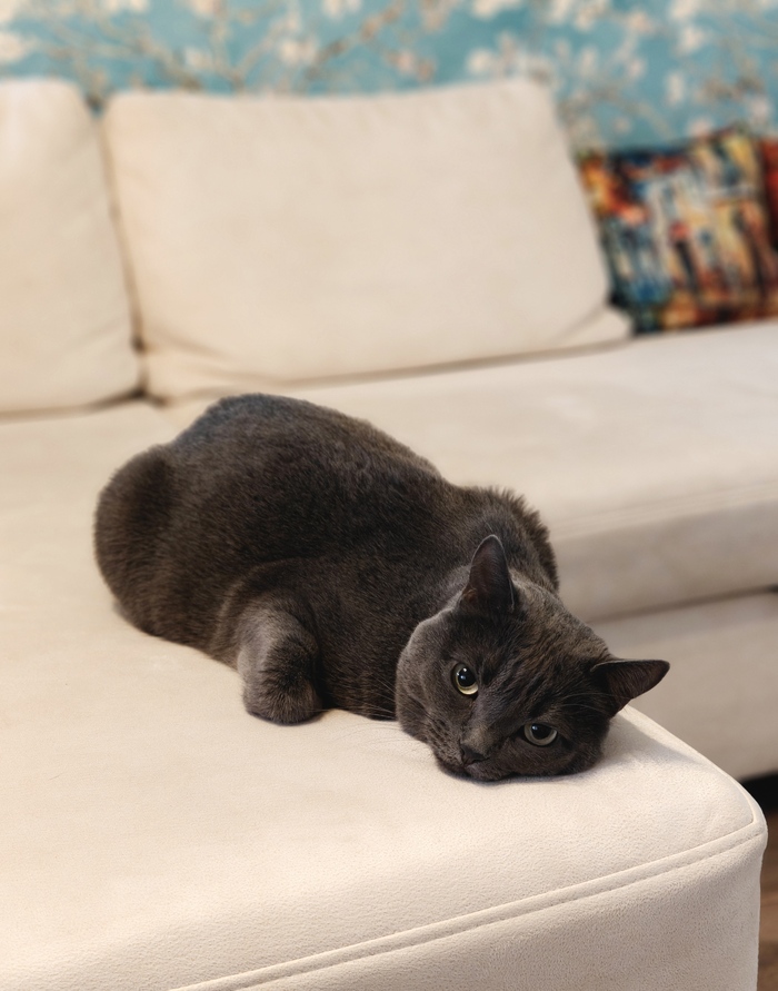 Ответ Kotbeg0 в «Зовёт кого-то»