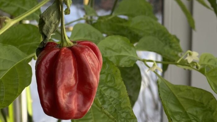 �����, ����-����-���� 🙂