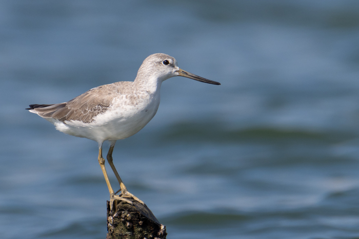 �������� ����