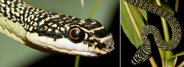 ������������ ���������� ����