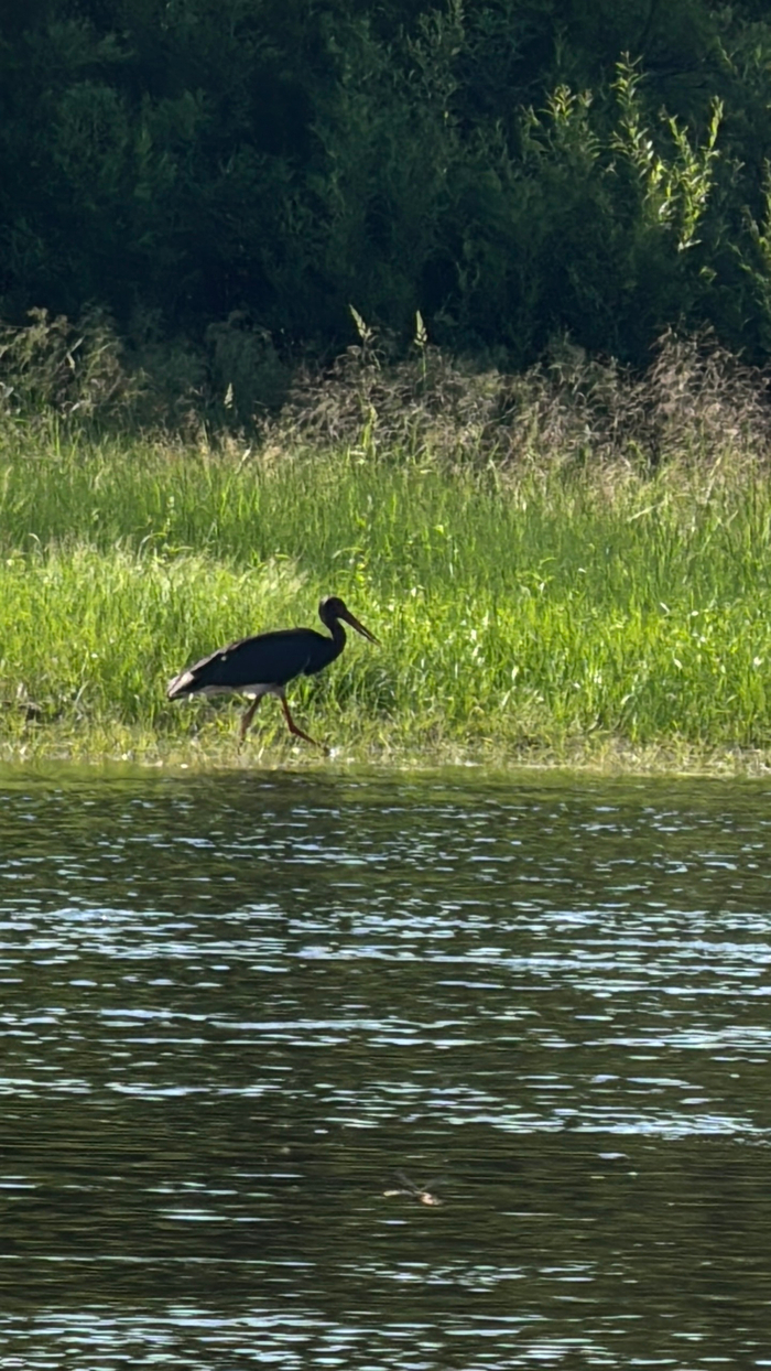 ������ ����