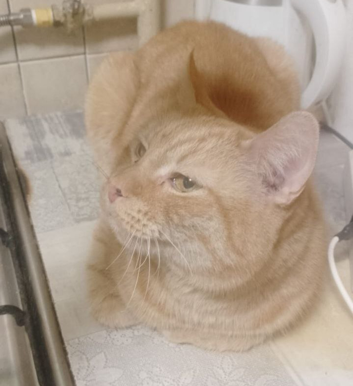 ������, , ���������, � ������� �������, � ����� ����������, ���������� ����� � ����� ��� ��������� �����. ���� ������� ��������� ��� ������ �� ����� ����� �������� � ������������ �������. ������� ����� 7 ���, ������ �� ���� ����, �������� �� �����.