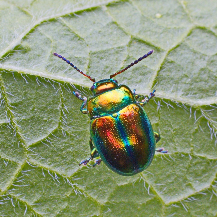 ������� ����������, ��� ������� �������� (���. Chrysolina fastuosa)