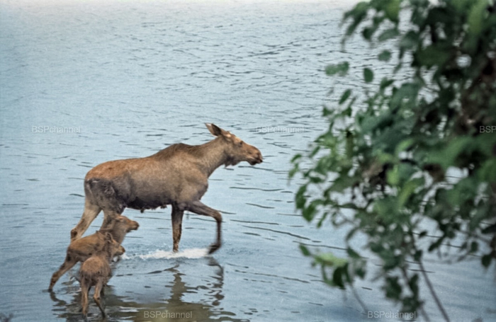 ��������: �. �������