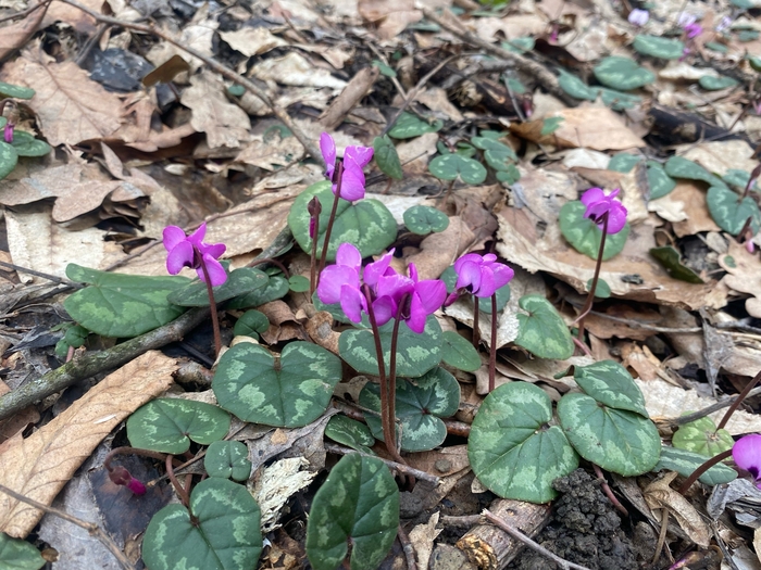 ��������