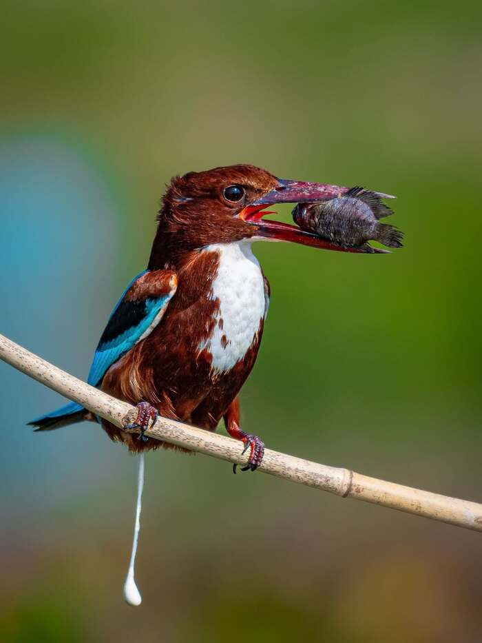 ������������ ��������.