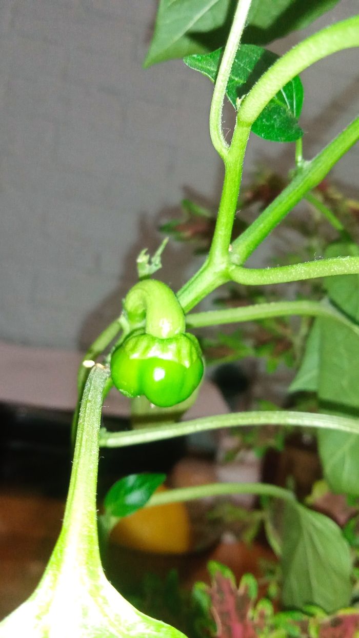 ��� � �������������. ���, ����� ��������, ���� � ����� ��������.