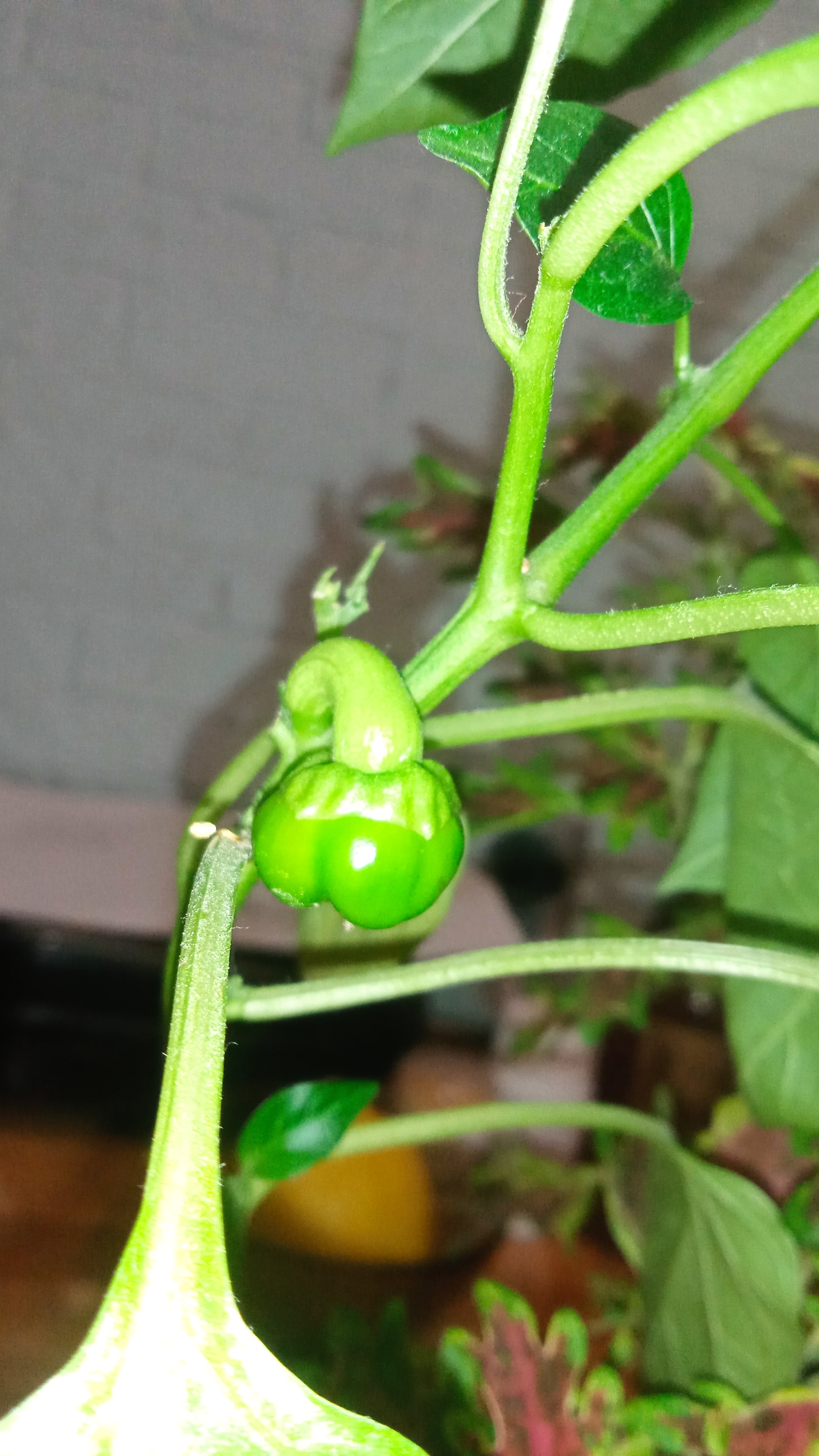 Pepper - My, Bell pepper, Vegetable garden on the windowsill, Plant growing, Growing, Botany, Longpost
