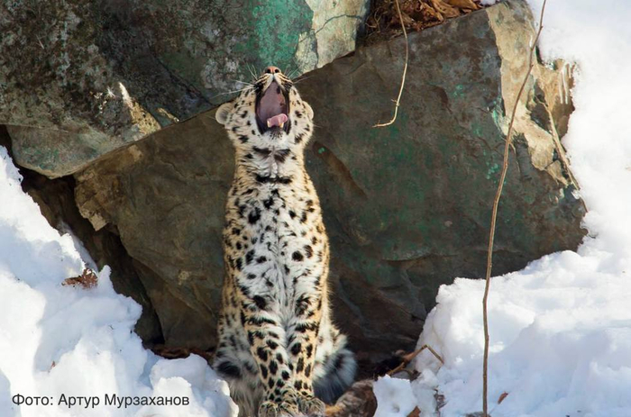 ������ ��� ������) ����: ����� ����������