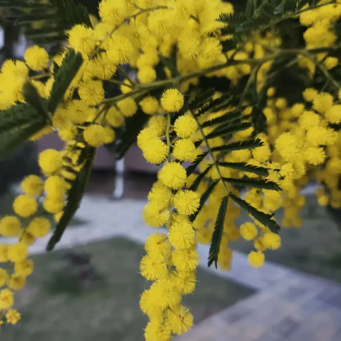 ������ �� ����� 