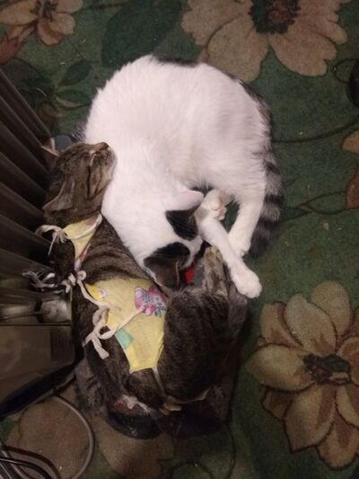 Иллюстрация к комментарию