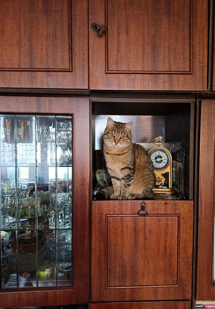 ��������� ����� 80�, �������