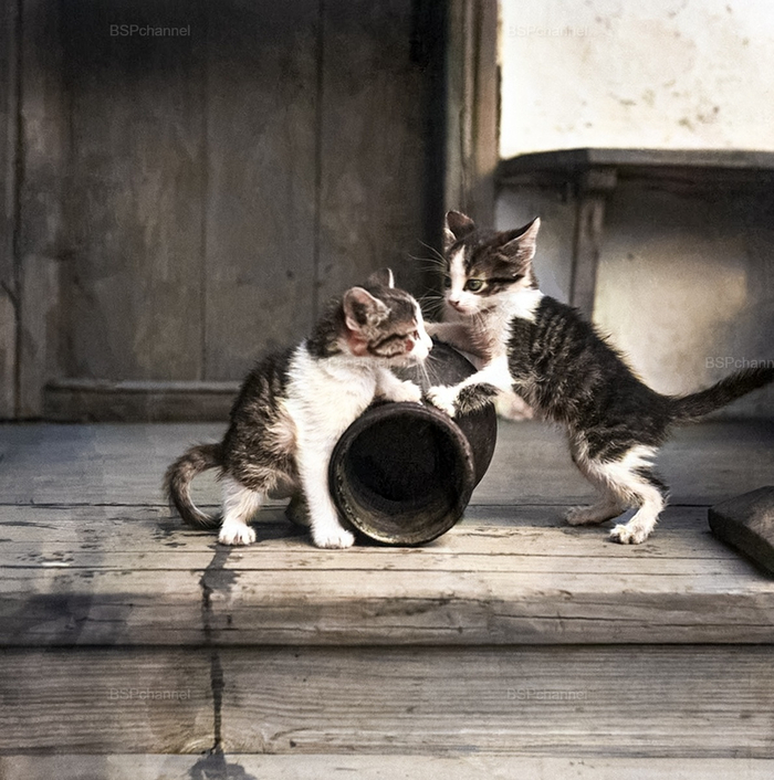 ��������: ����� �������