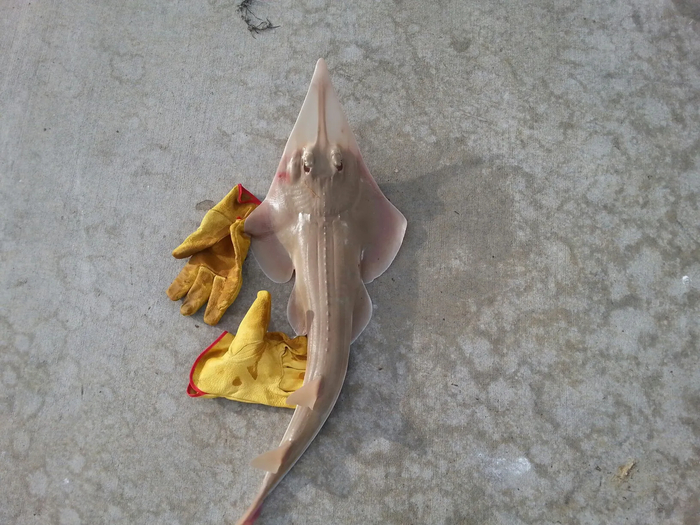 Shovelnose - ���������