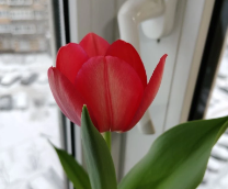 �������� ����� ����