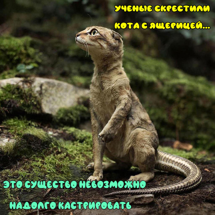 �������� � ��� �����������