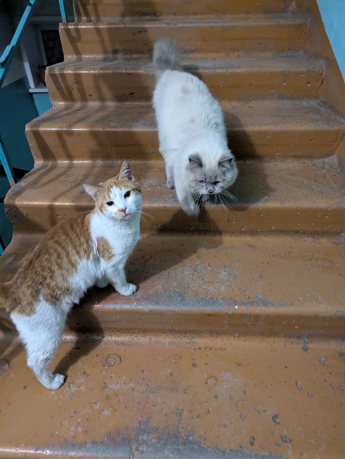 ���������. ������� ��� ������. �������