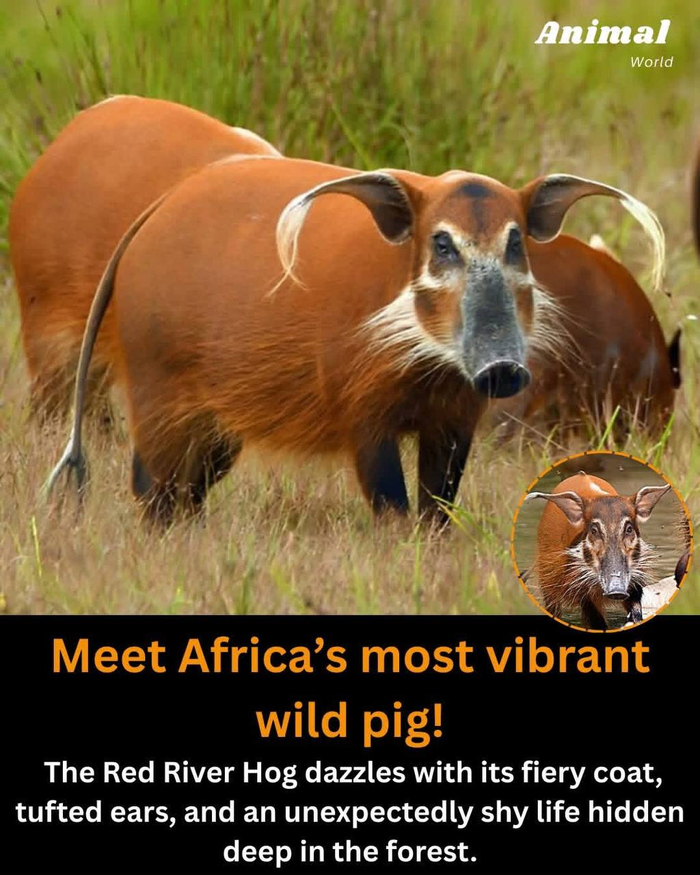 Познакомьтесь с африканцами: самая яркая дикая свинья - ослепительная речная красавица с огненной пушистой шерстью и пушистыми ушами и неожиданной застенчивостью, скрывающаяся в глубине леса