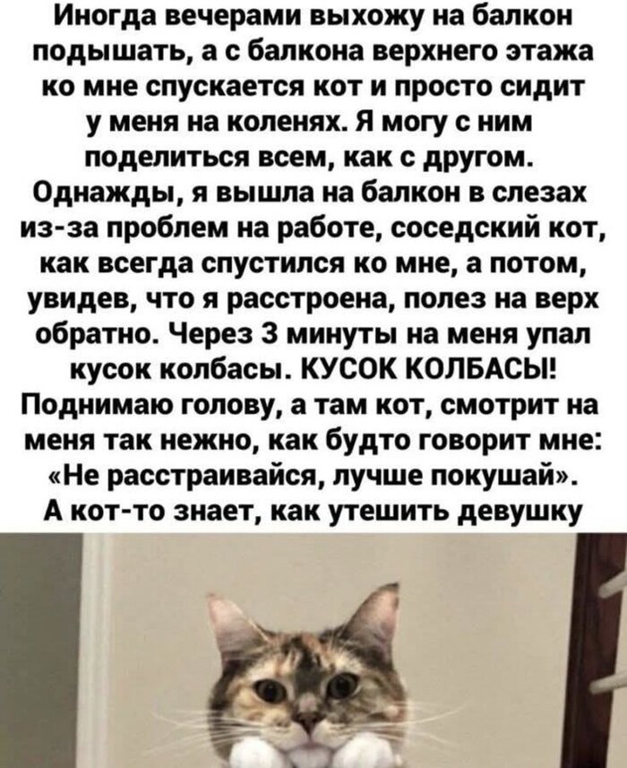 Кот знает