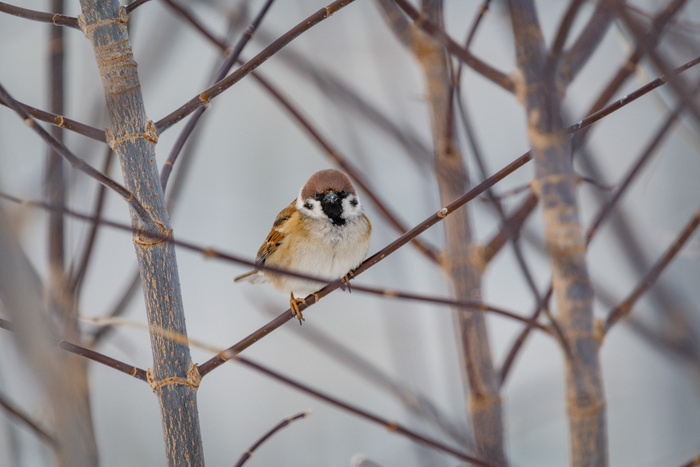 ������� ������� - ����