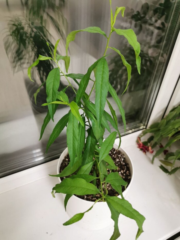 ������ ��� ������� ����� �����-�� �����������... ��� �� ����� ������� ���������� �����.