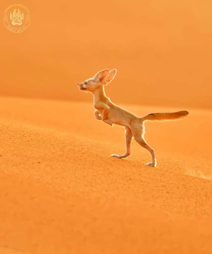 ��������� �������������