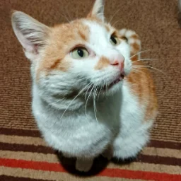Viktoras