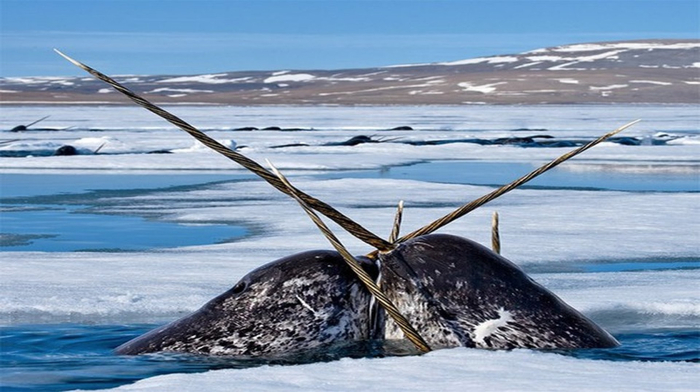 ��������� �����, �������!