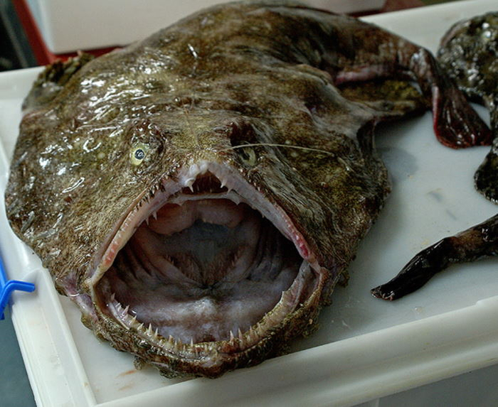 � ������, ���� ���� ����� ����?!