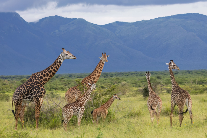 ������ ����� �� ������ �� �������� ��������. ��� � ��������� ���������� �� ������ � ������������ �� ����� � ������, �������� �� ��������� �����������. �����: ������� �������.