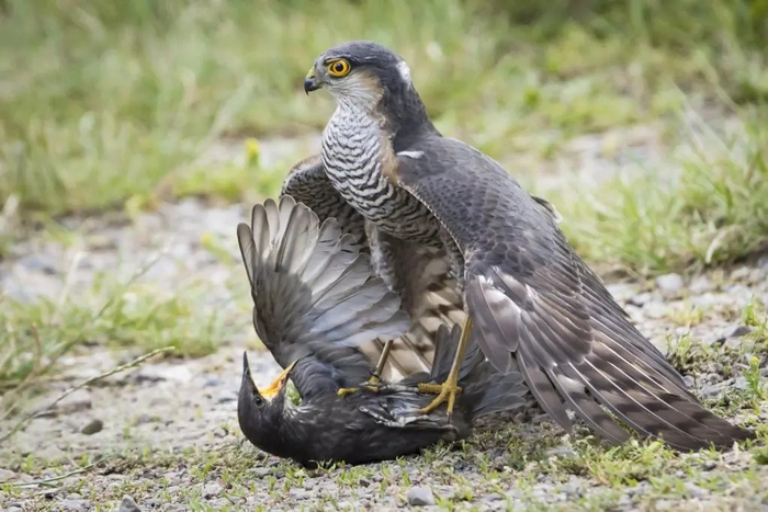 � ��������� ��� ���������, ������, ��� �����?