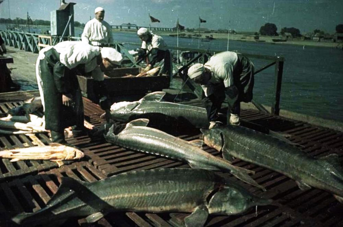 1949 ���. ������ �� ������. ���� ���������� ������