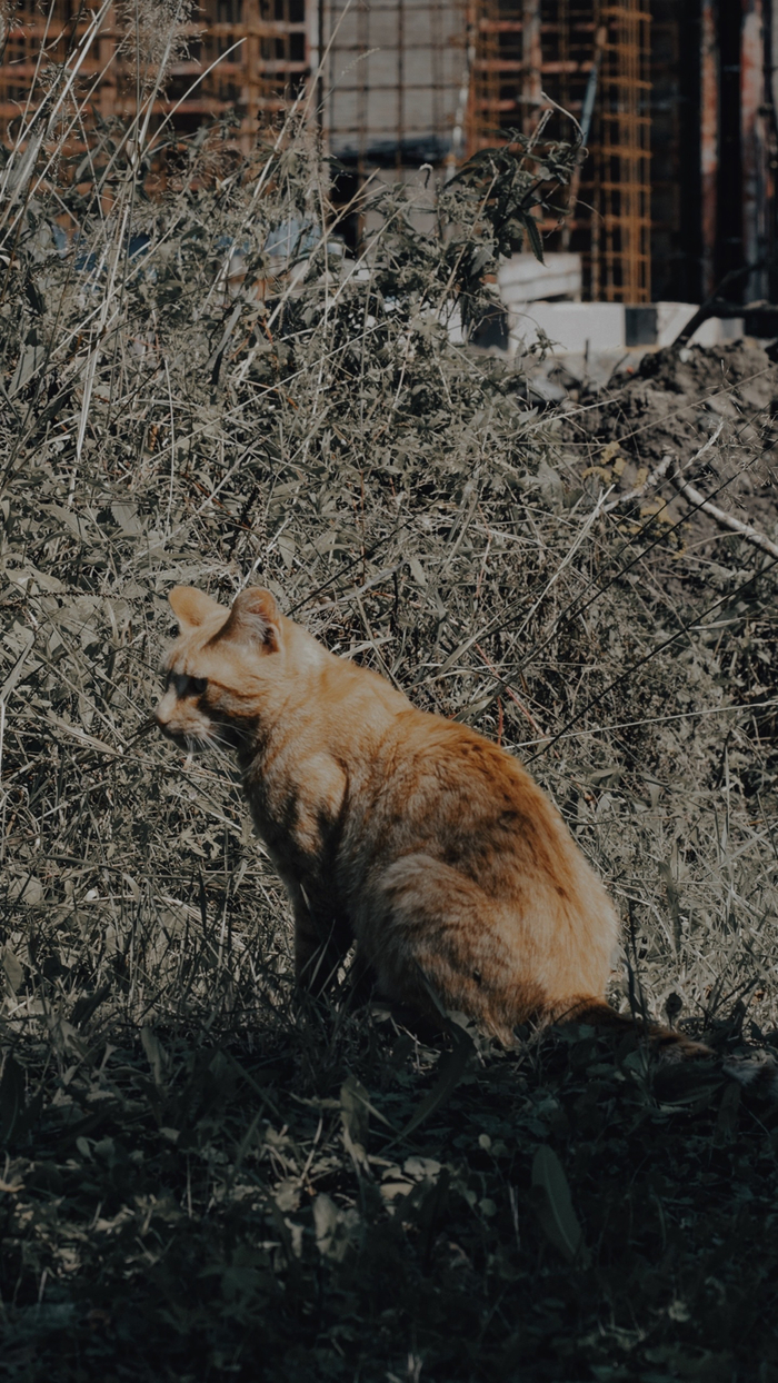 ����� �������� �������� � ����������